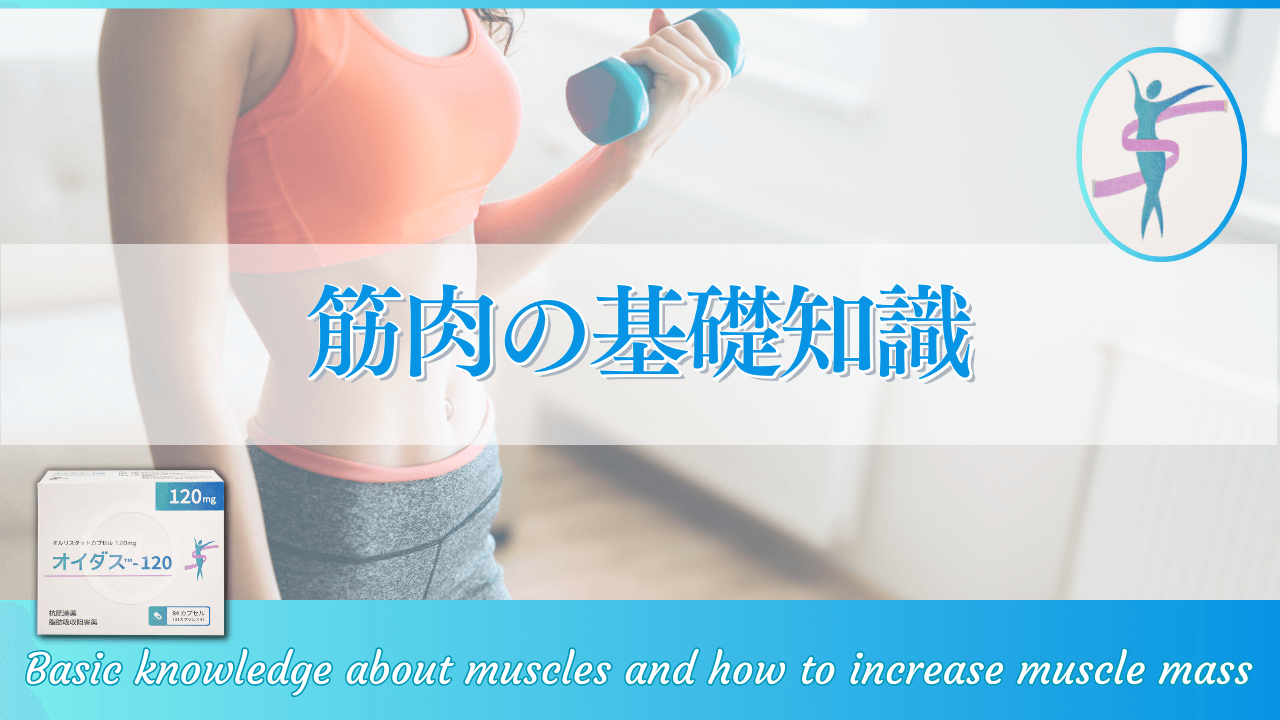 筋肉の基礎知識：成長の仕組みや効率的な増量法